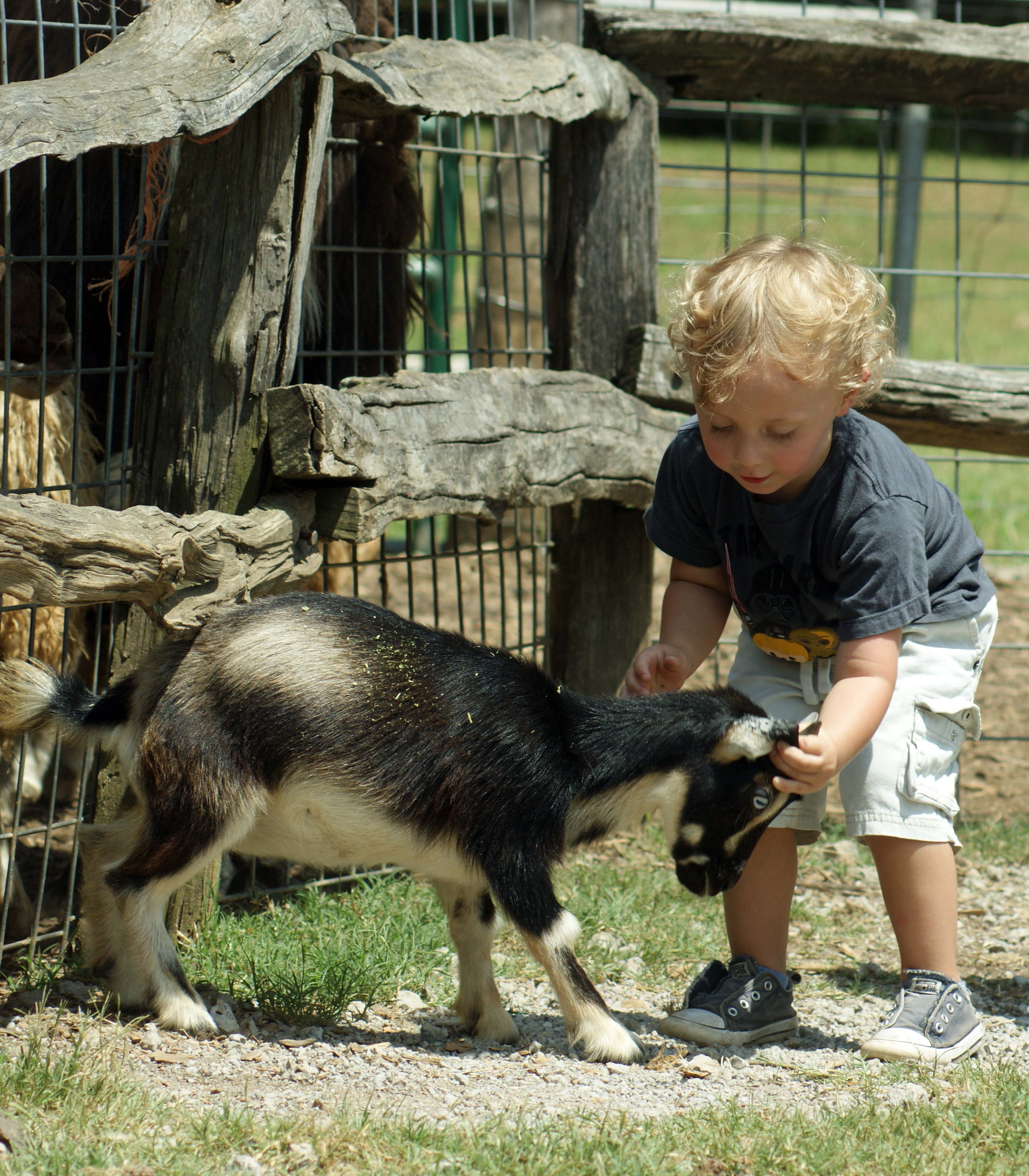 Litttle Boy petting pigmy goat at Pettit Creek Farms Petting Zoo