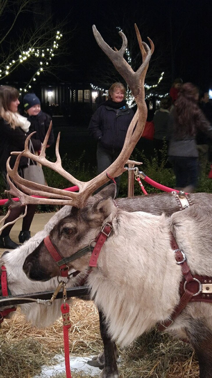 Reindeer Close Up