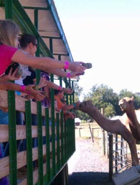 Feeding Camels at Pettit Creek Farm